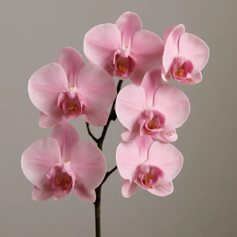 Orkidé (brudorkidé) - rosa - bild 1