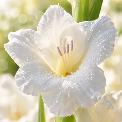 Gladiolus - vit