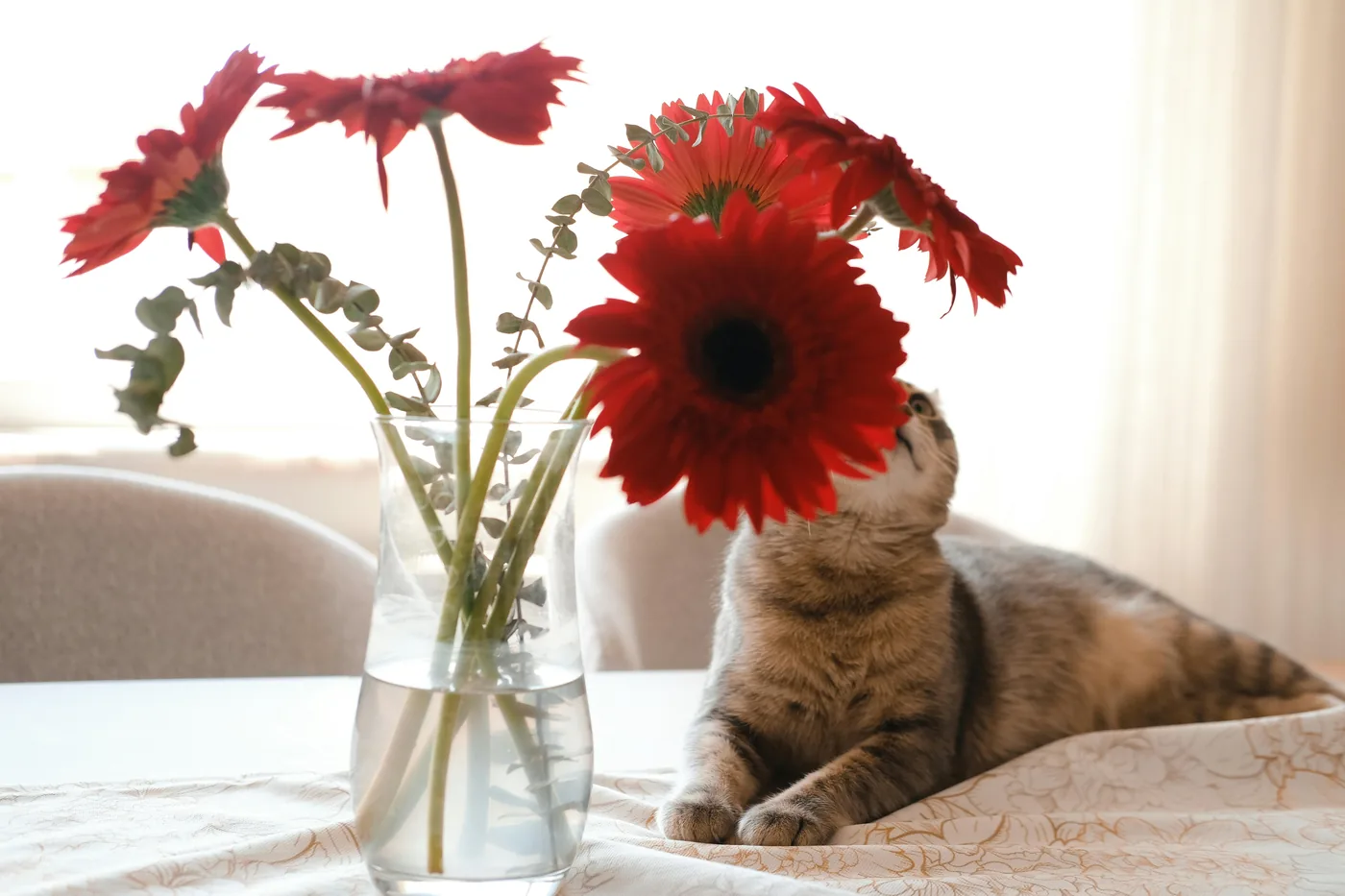 Katt vid en vas med röda gerberablommor på bord, gerbera är ofta ett bättre val i hem med husdjur