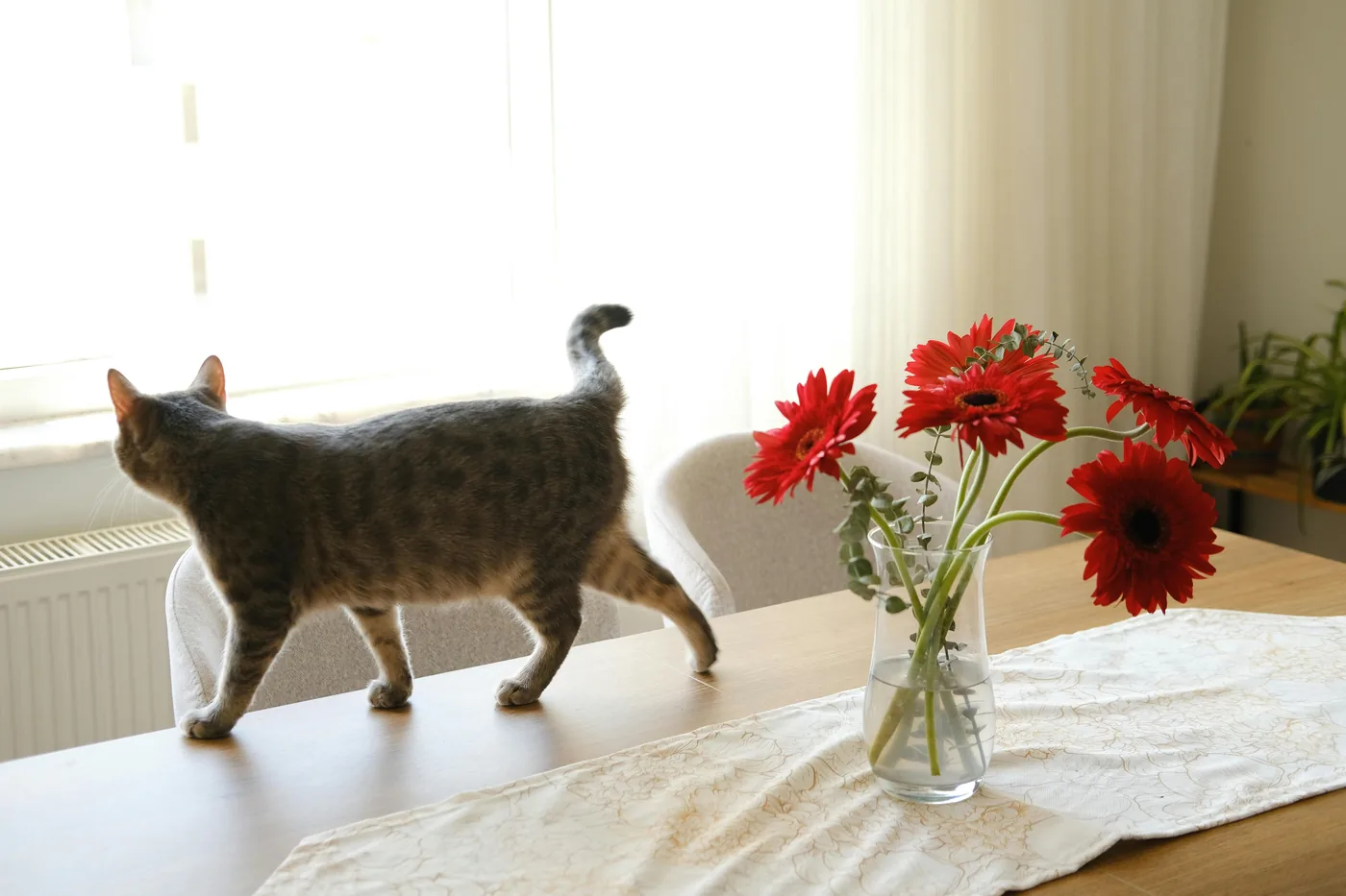 Katt går på matbord intill vas med röda snittblommor i ljust nordiskt hem