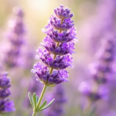 Lavendel - klassisk