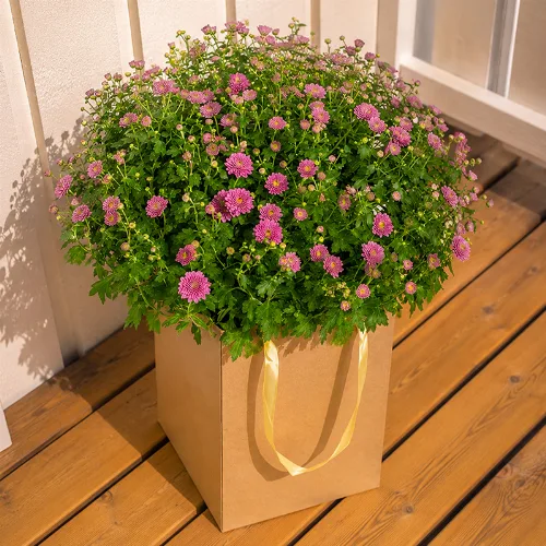 Bollkrysantemum