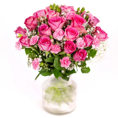 Rosa elegans