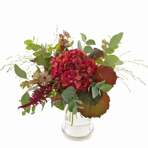Höströd hortensia