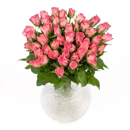 50 rosa rosor