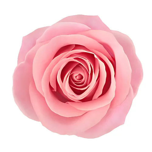 Rosa Ros